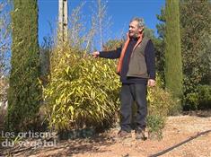 Comment planter les bambous ?