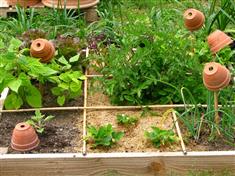 Le potager en carré