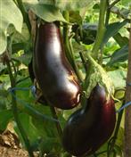 Aubergine longue