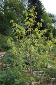 Asiminier Sunflower, Paw Paw