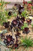 Aeonium pourpre