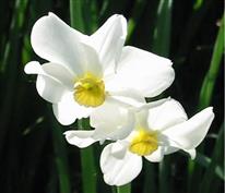 Jonquille, Narcisse